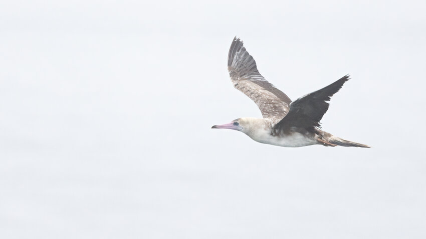 This is the Red-footed Booby in flight.