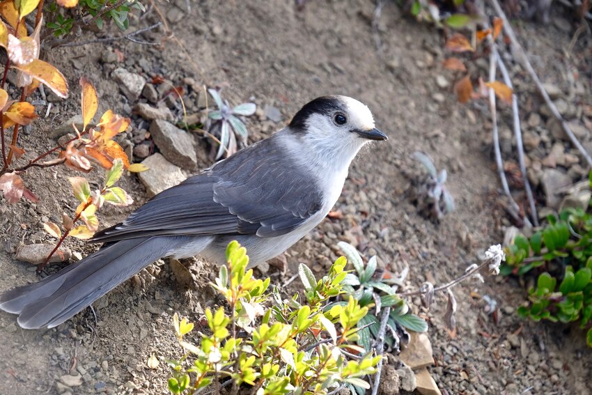 Gray Jay