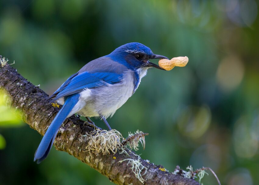 California Scrub jay (Aphelocoma californica) spotted outdoors