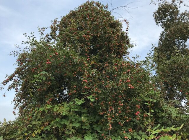 Semi-wild apples, lots of them!