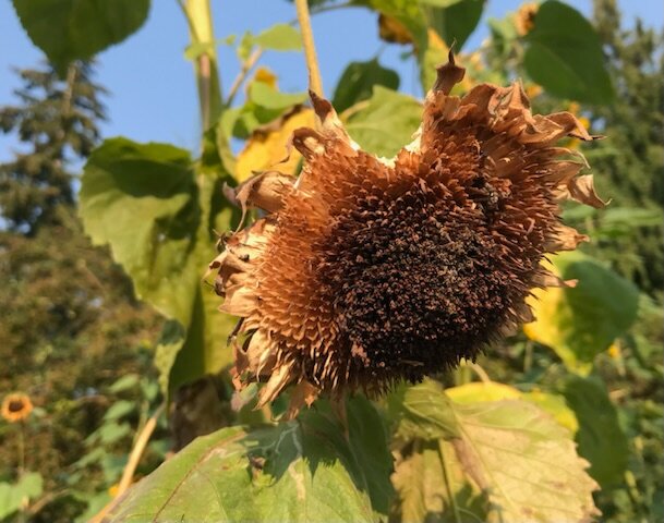 The site of the squirrel circus in the sunflowers.