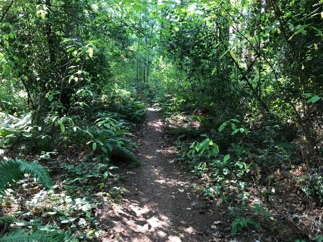 Dappled sunlight, a September treasure.