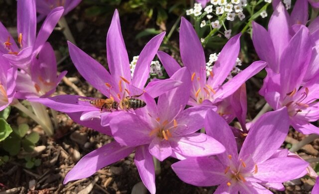 The annual fall crocus surprise.