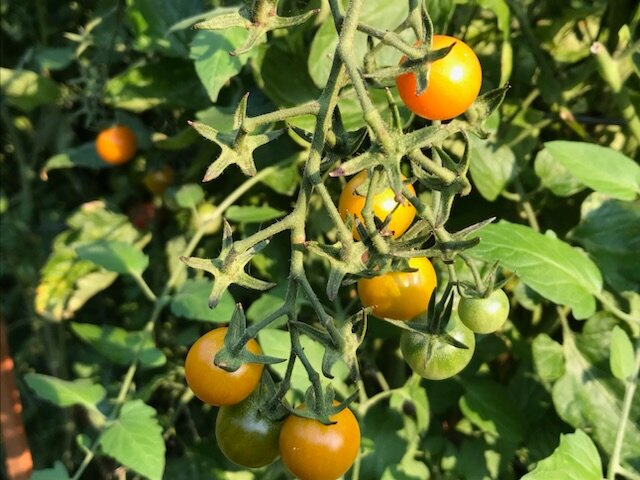 Sungold tomatoes just keep coming