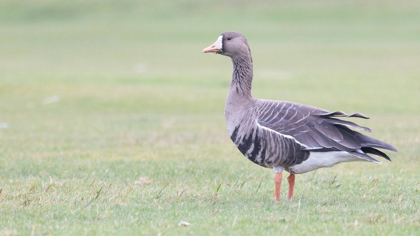 Greater White-fronted Goose