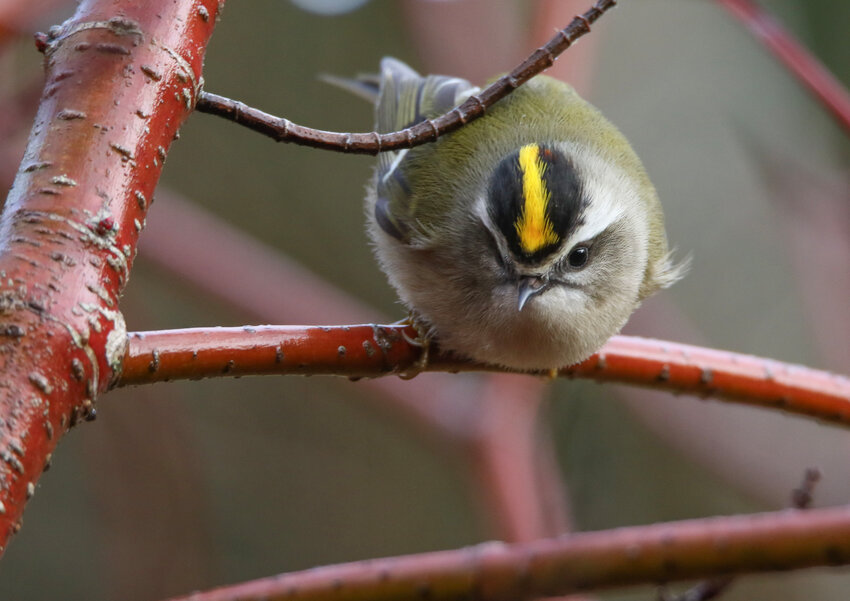 Golden-crowned Kinglet