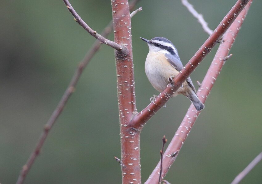 Red-breasted Nuthatch