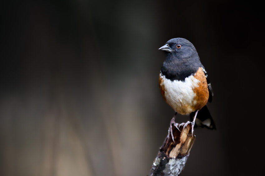 Spotted Towhee