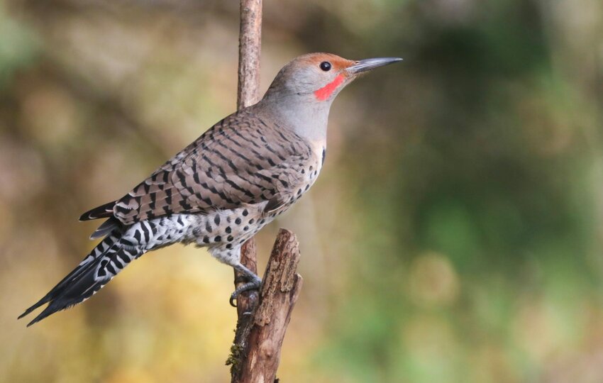 Northern Flicker - red-shafted