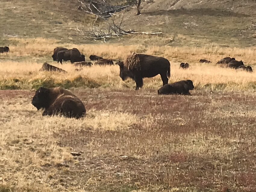 Signs everywhere warn against bothering the buffalo, so people stop along the road and take pictures out their car windows.