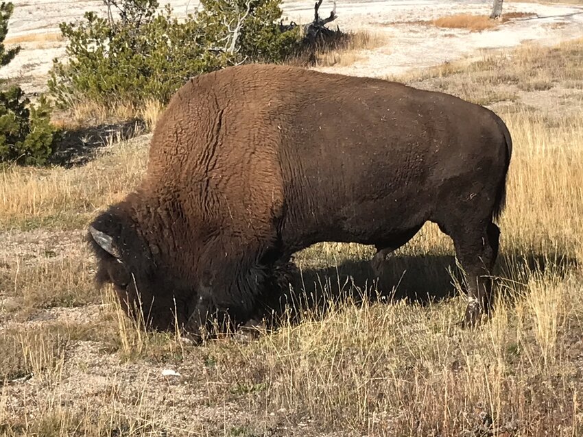 A few lone buffalo (officially American Bison) hang around and pose for semi-closeups. Here, a buffalo bull poses for a semi-closeup.