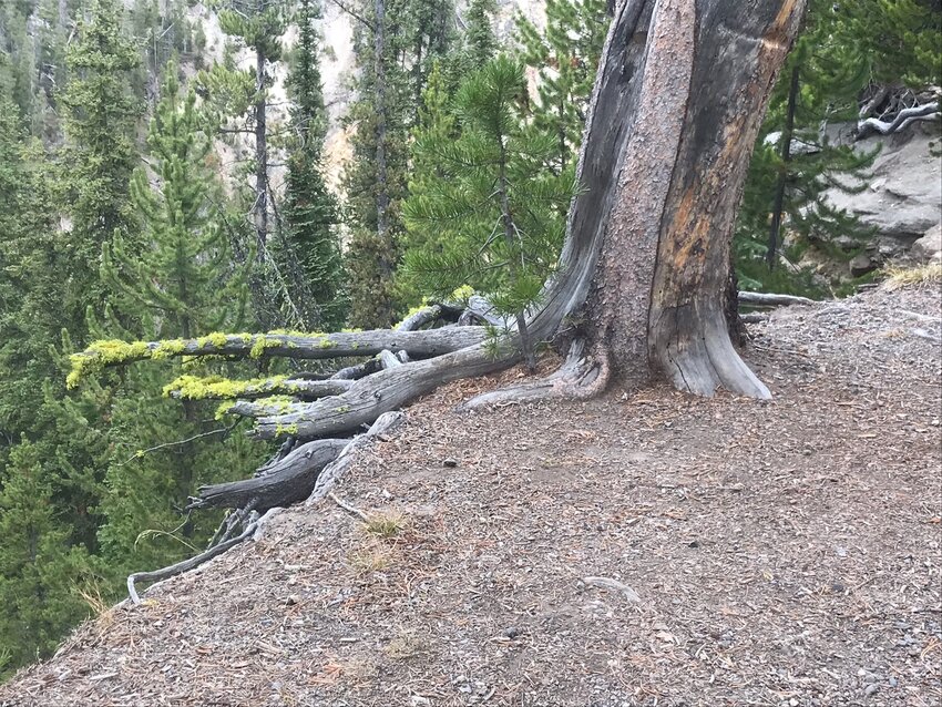 Erosion leaves trees at the top of the canyon wall with roots hanging in thin air.