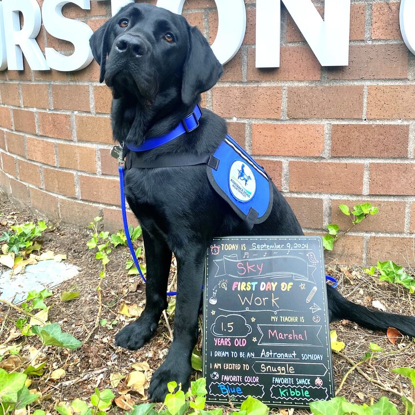 Sky, an 18-month-old labrador retriever, joined the Thurston County courthouse facility dog team on Sept. 9, 2024.