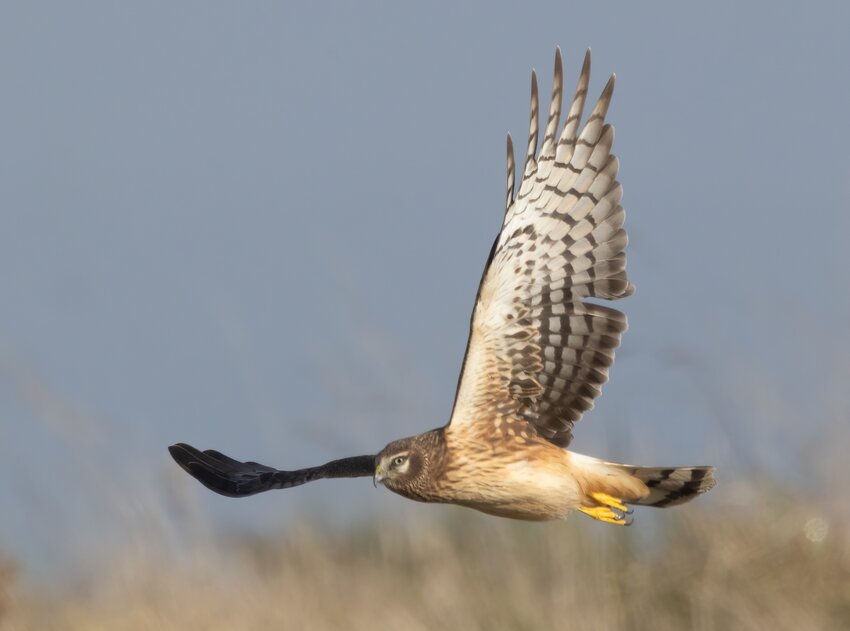 Northern Harrier - immature.
