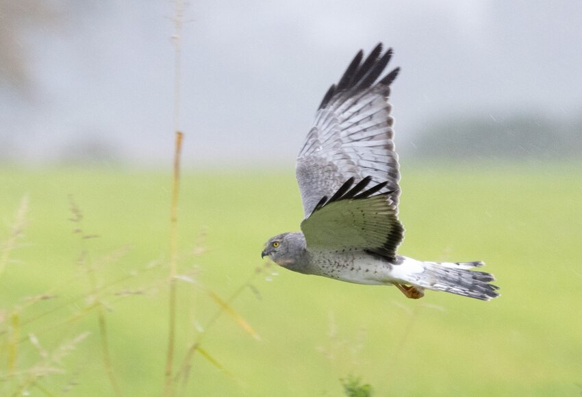 Northern Harrier - male.