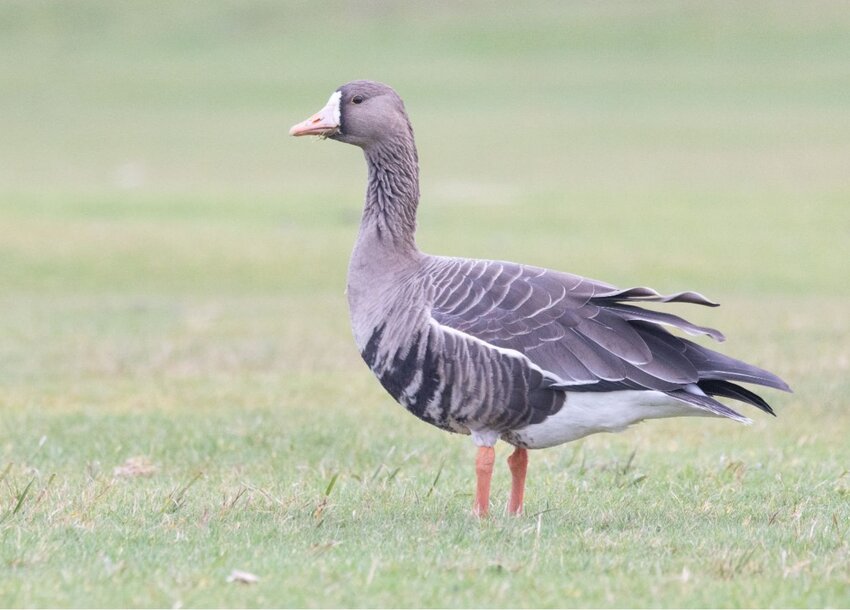 Greater White-fronted Goose.