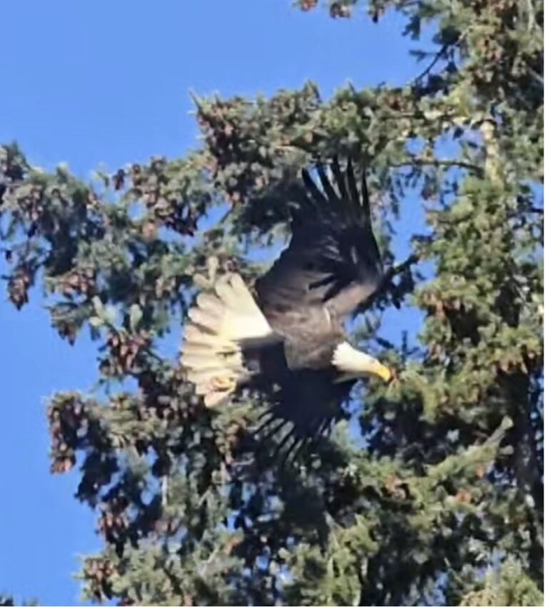 Bald Eagle in flight.