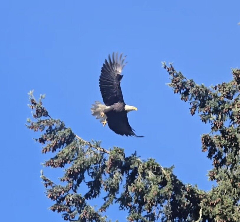 Bald Eagle in flight