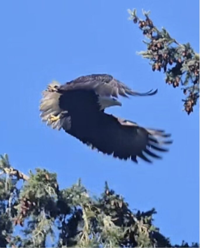 Bald Eagle in flight.