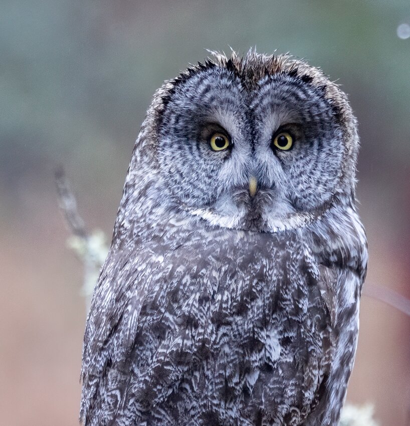 Great Gray Owl