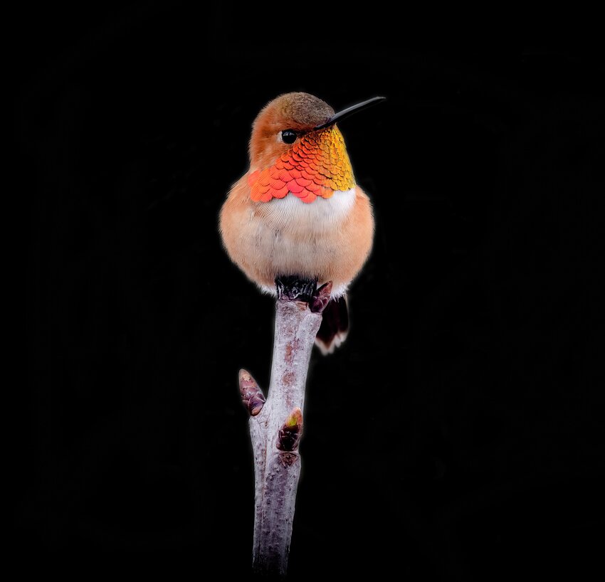 Rufous Hummingbird
