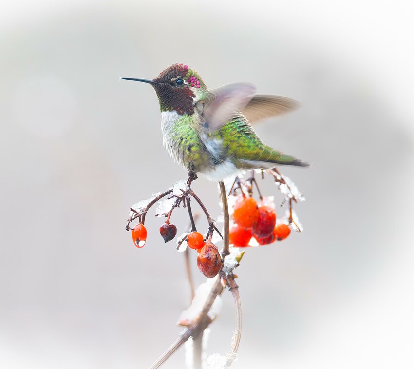 Anna's Hummingbird in winter