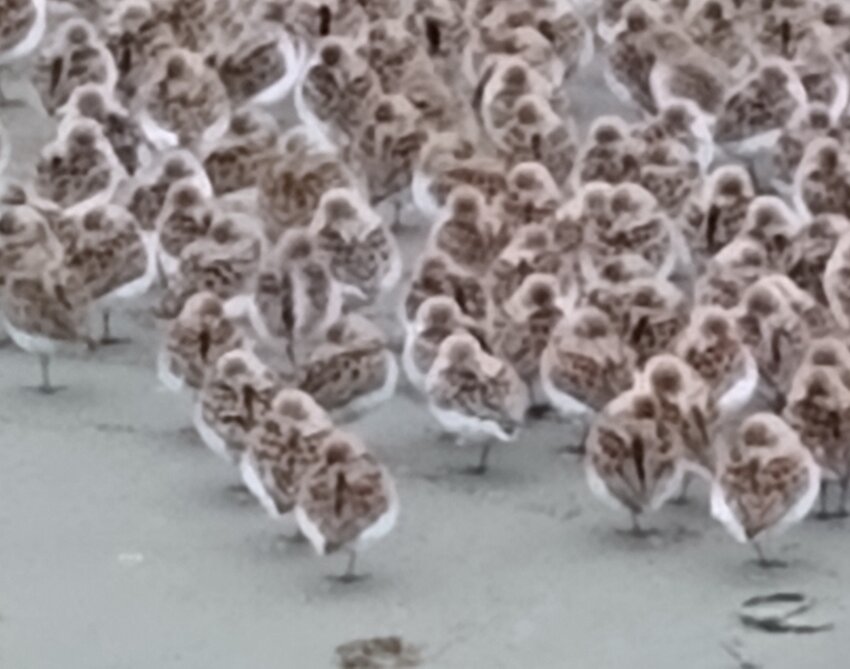 Sleeping shorebirds