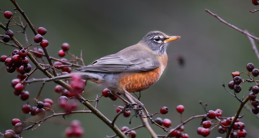 American Robin eyeing winter food