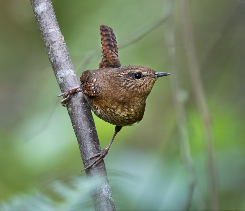A Pacific wren.