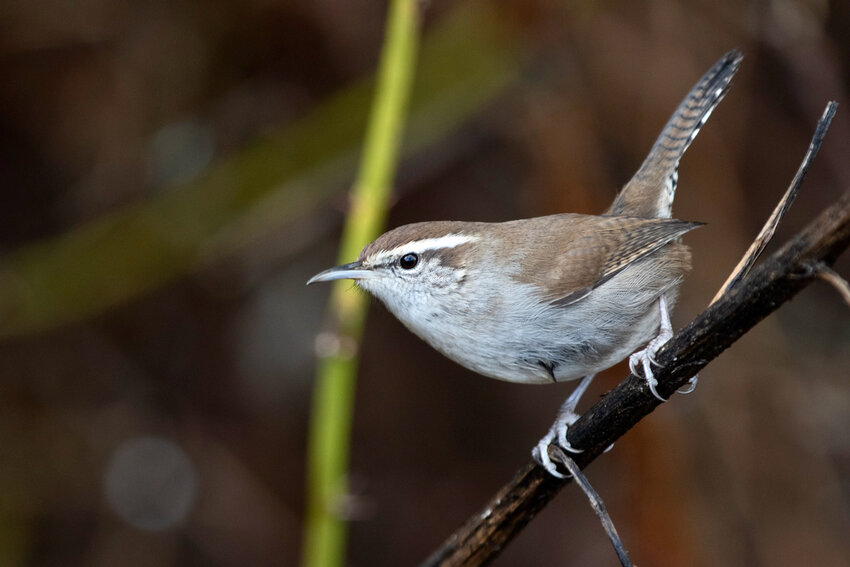 A Bewick's wren.