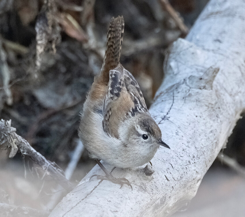 A marsh wren.