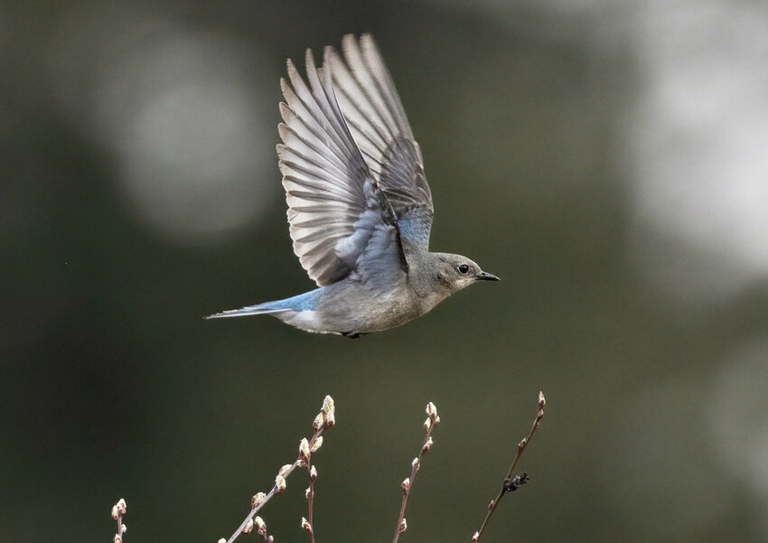A mountain bluebird.