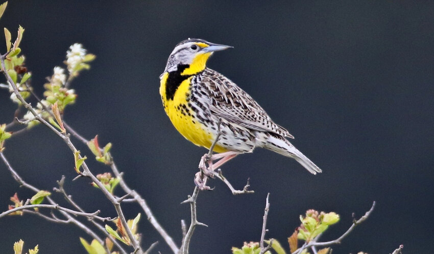 A western meadowlark.