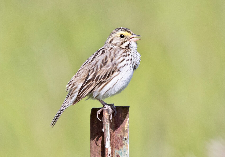 A Savannah sparrow.
