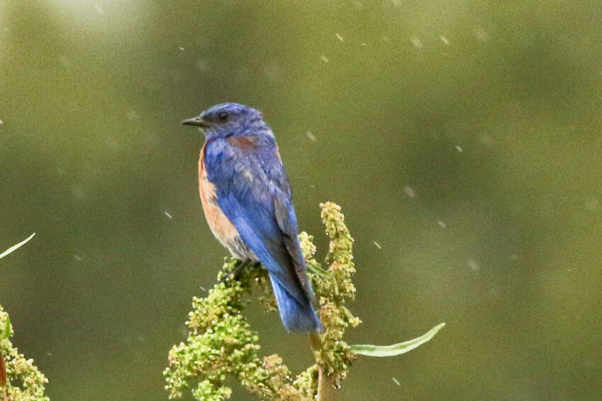 A western bluebird.