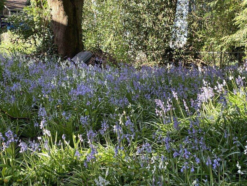 Bluebells reign in a neighbor’s backyard. 