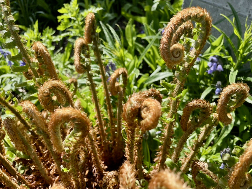 Fern fiddleheads have been around far longer than fiddles. 