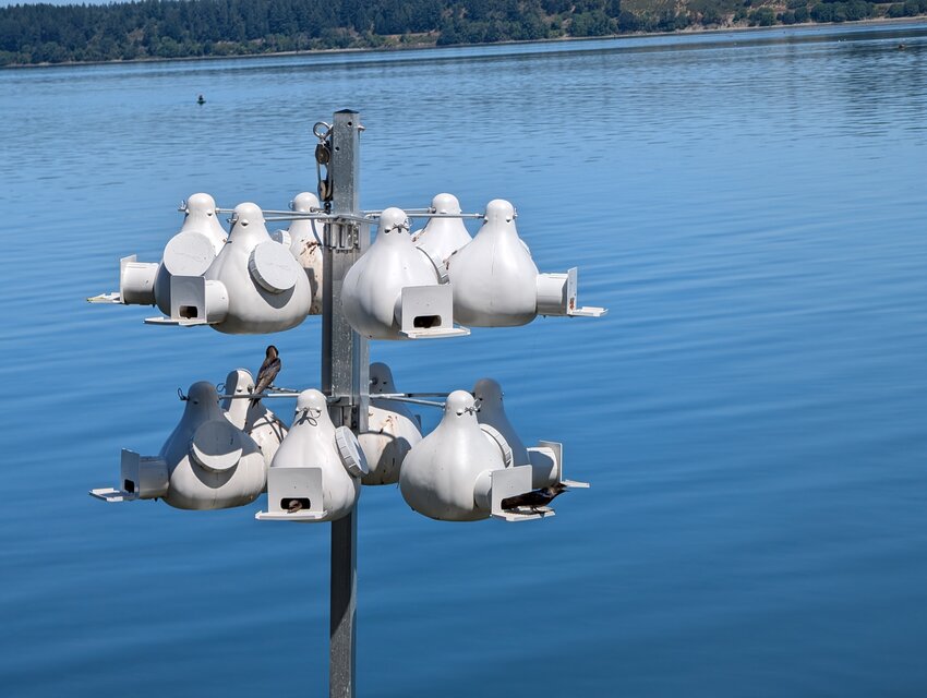 Purple Martins - at NRNC