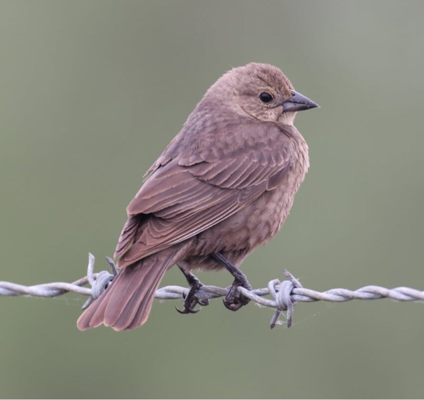 Brown-headed Cowbird - female
