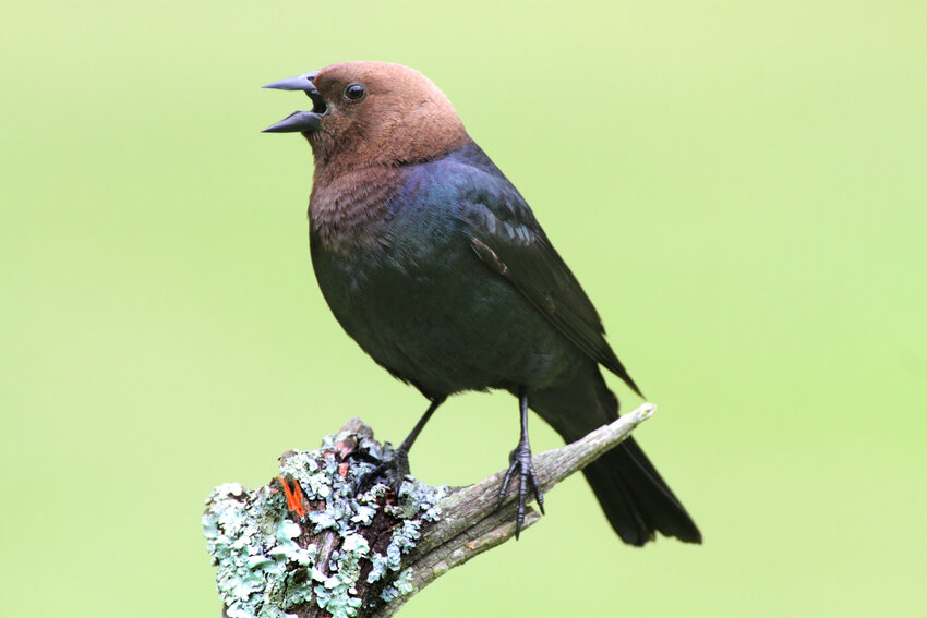 Brown-headed cowbird male