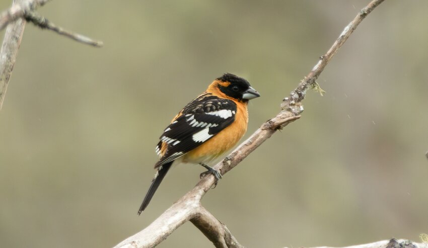 Black-headed Grosbeak