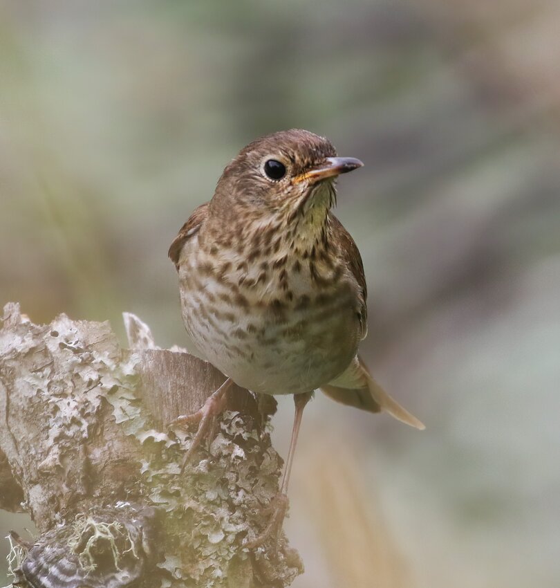Swainson's Thrush