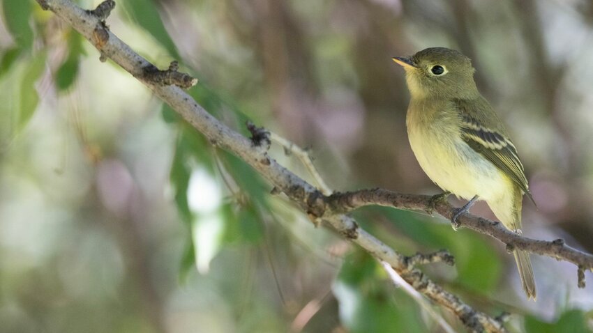Willow flycatcher.