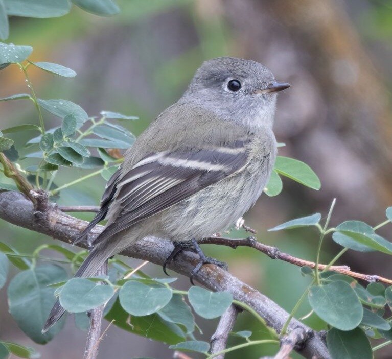 Pacific-slope flycatcher.