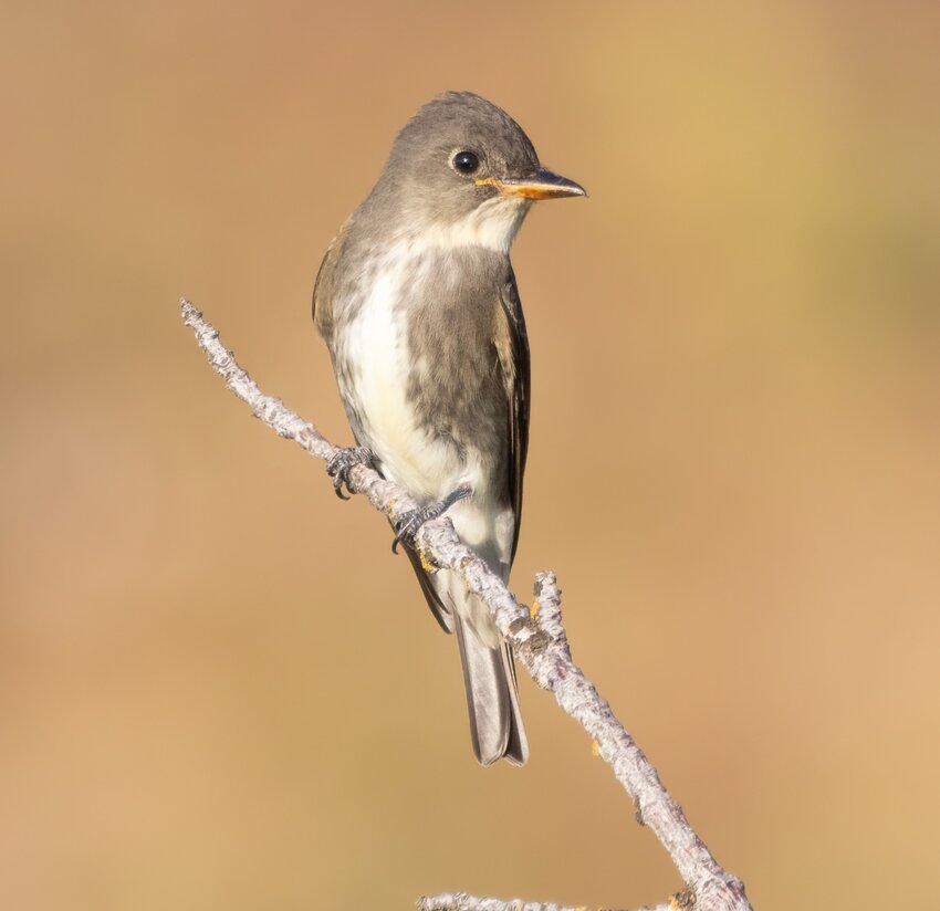 Olive-sided Flycatcher