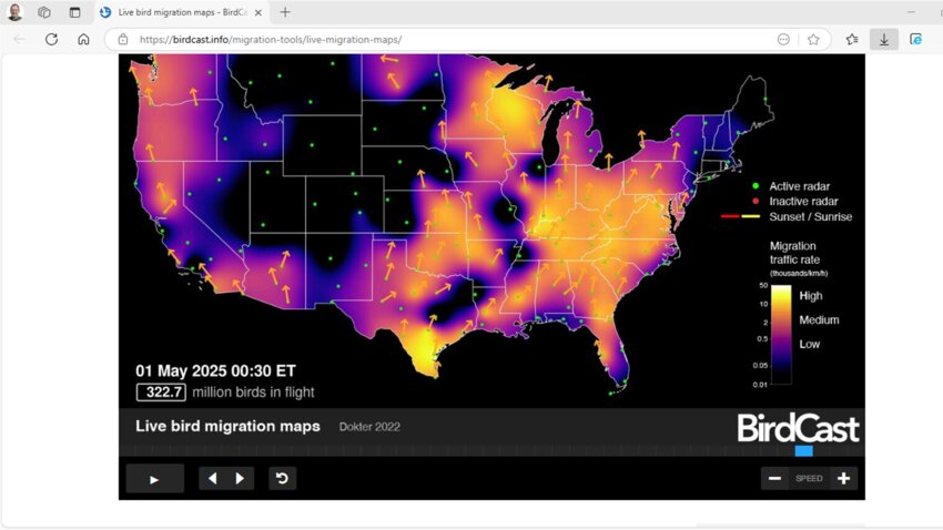 Live bird migration maps on Bird Cast