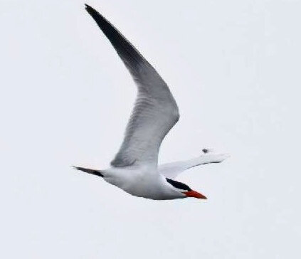A Caspian tern.