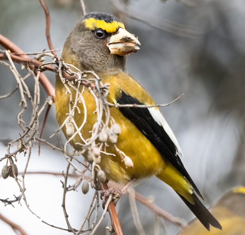 An evening grosbeak.