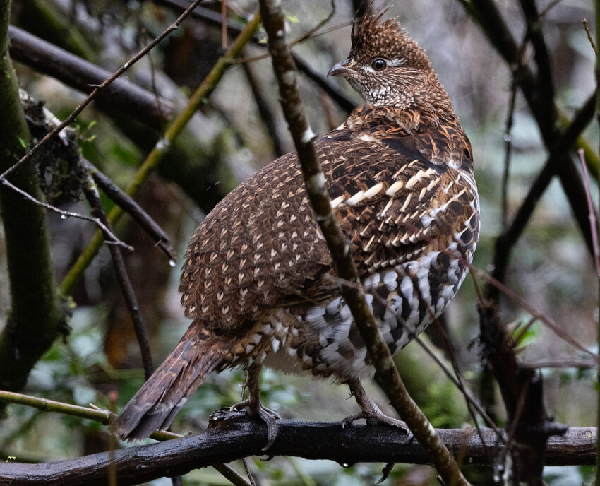 A close-up of a ruffed grouse.