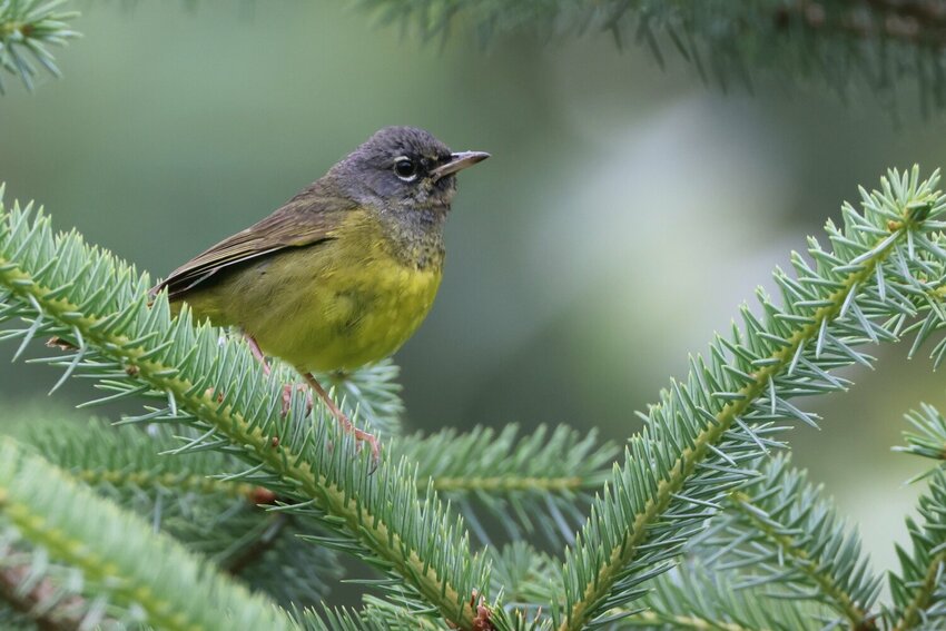 A MacGillivray warbler.